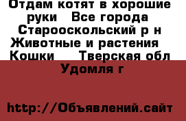 Отдам котят в хорошие руки - Все города, Старооскольский р-н Животные и растения » Кошки   . Тверская обл.,Удомля г.